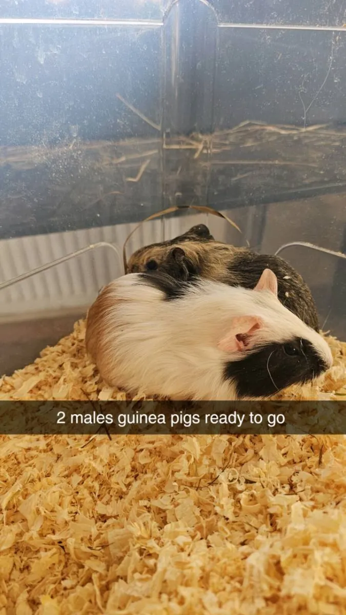To guinea pigs  male