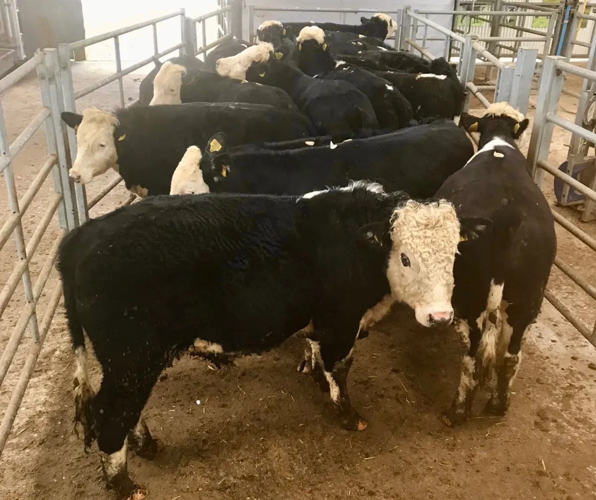 Money Makers - Image 1