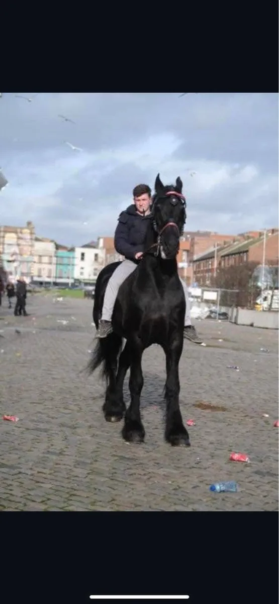 Baroque Friesian stallion - Image 1