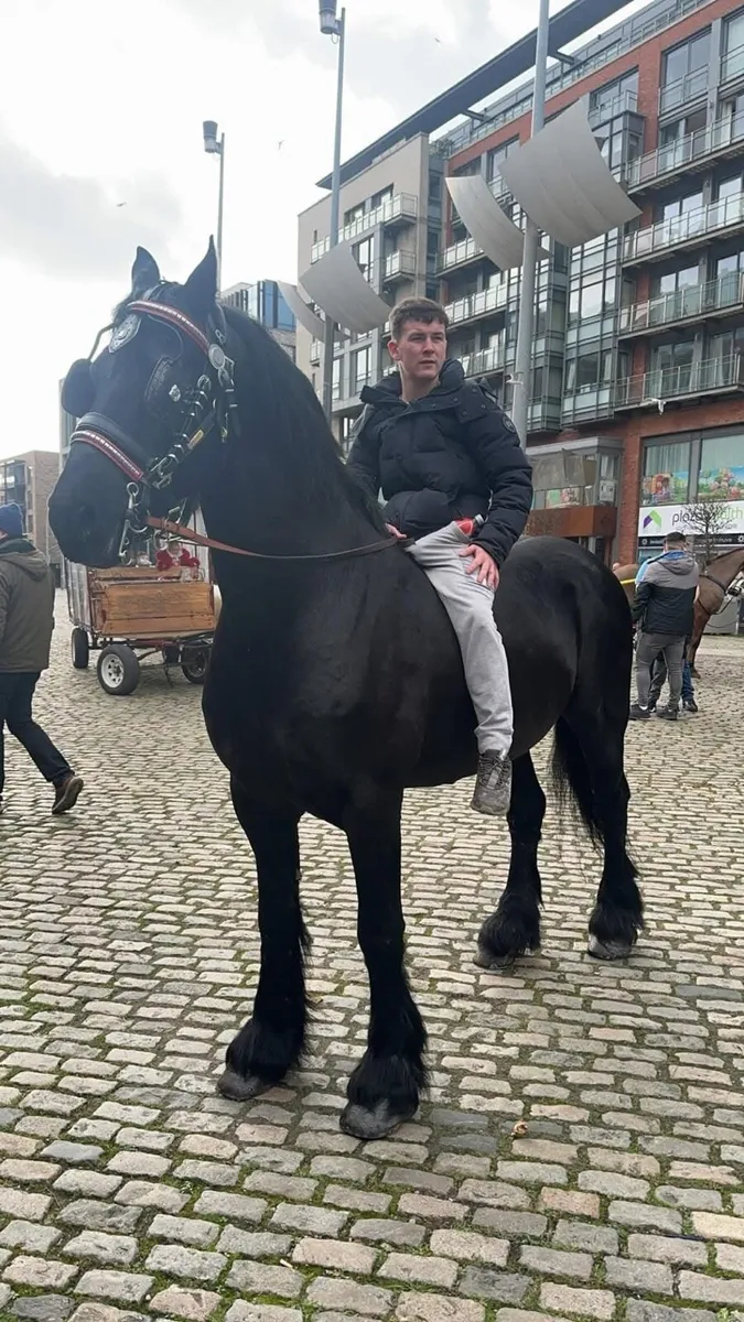 Baroque Friesian stallion - Image 2