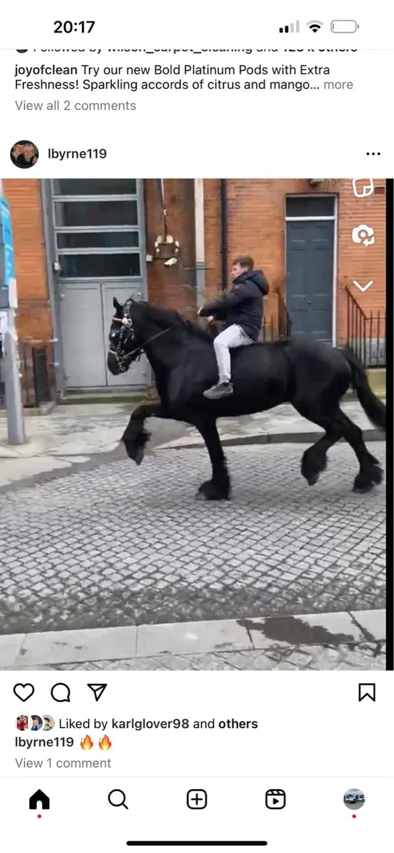 Baroque Friesian stallion - Image 3