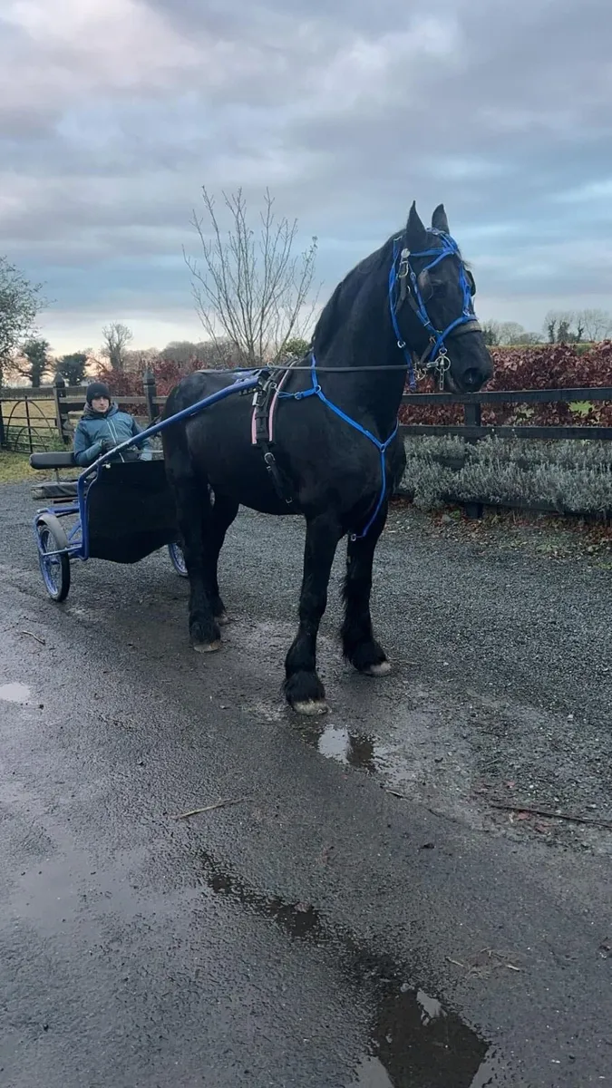 Baroque Friesian stallion - Image 4