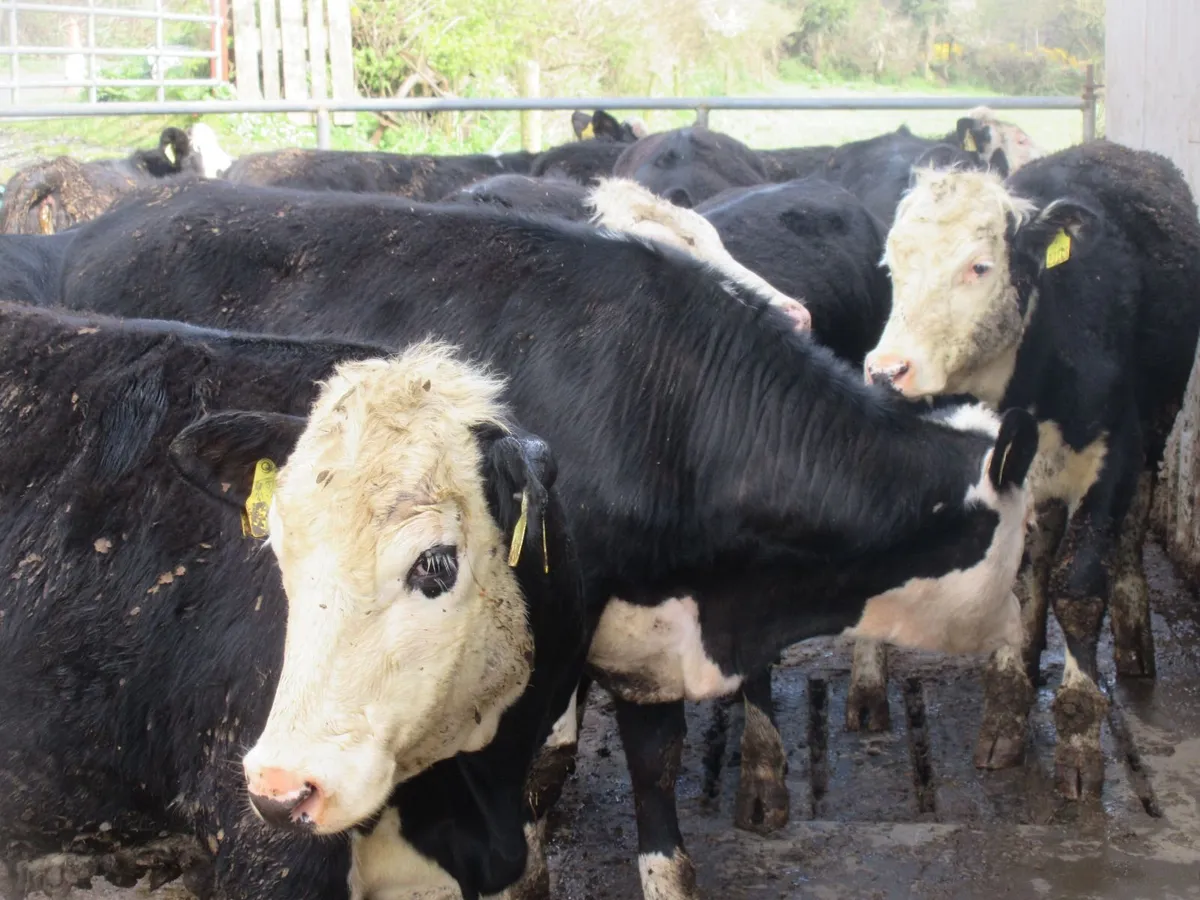 12 hereford heifers 330kg - Image 2