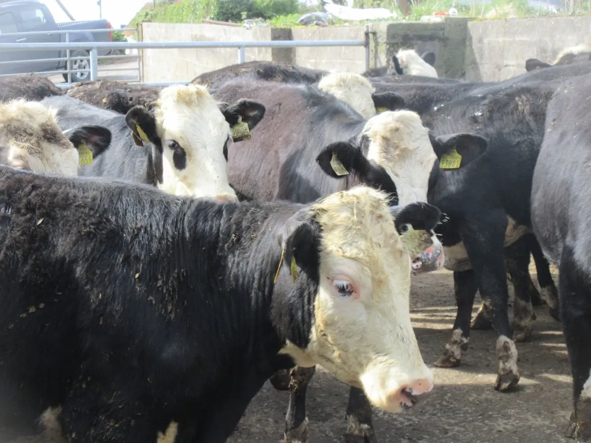 12 hereford heifers 330kg - Image 3