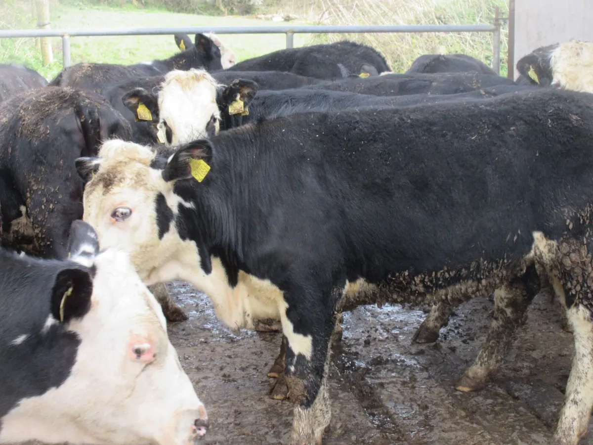 12 hereford heifers 330kg - Image 1