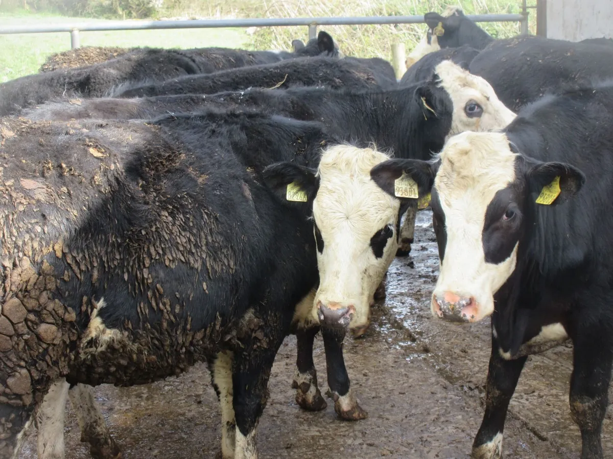 12 hereford heifers 330kg - Image 4