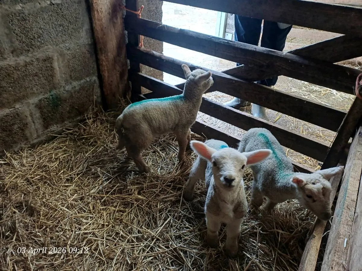 Pet lambs - Image 1