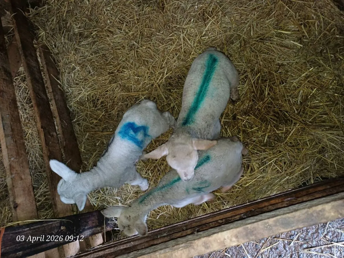 Pet lambs - Image 2