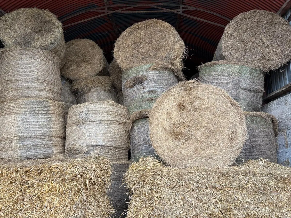 Hay - Image 1