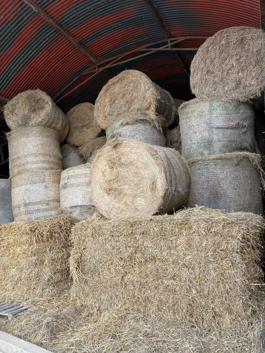 Hay - Image 2