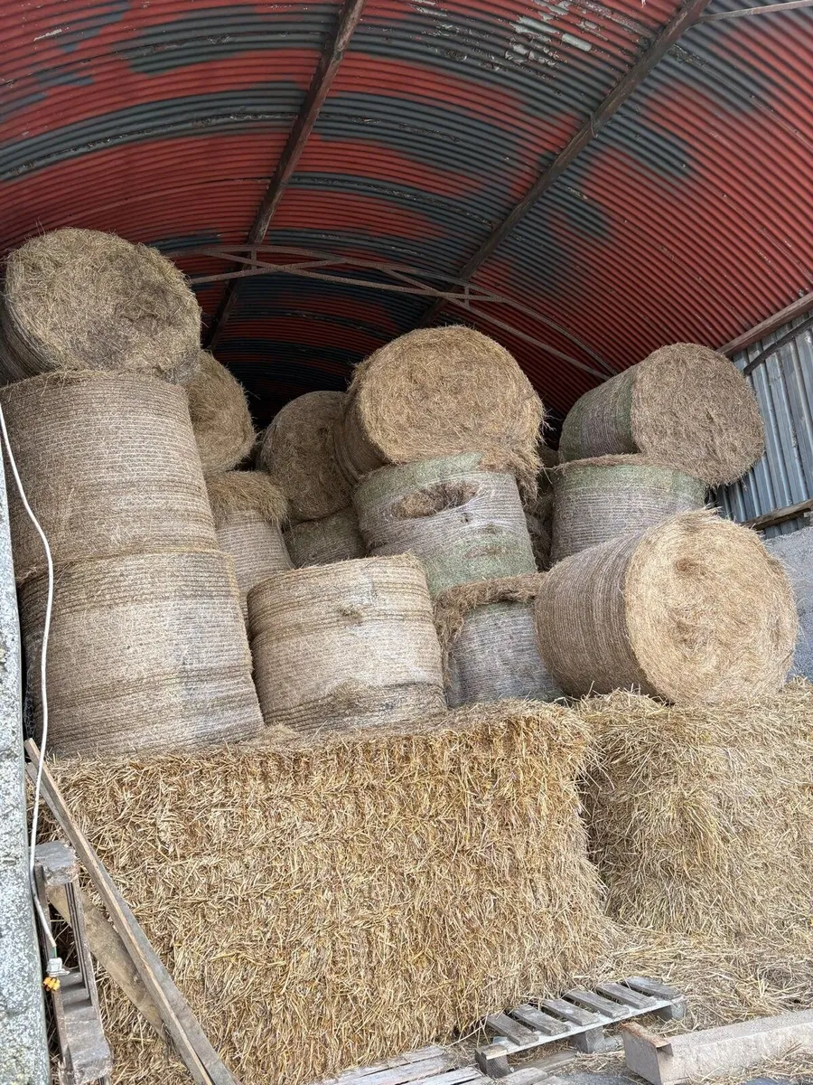 Hay - Image 3