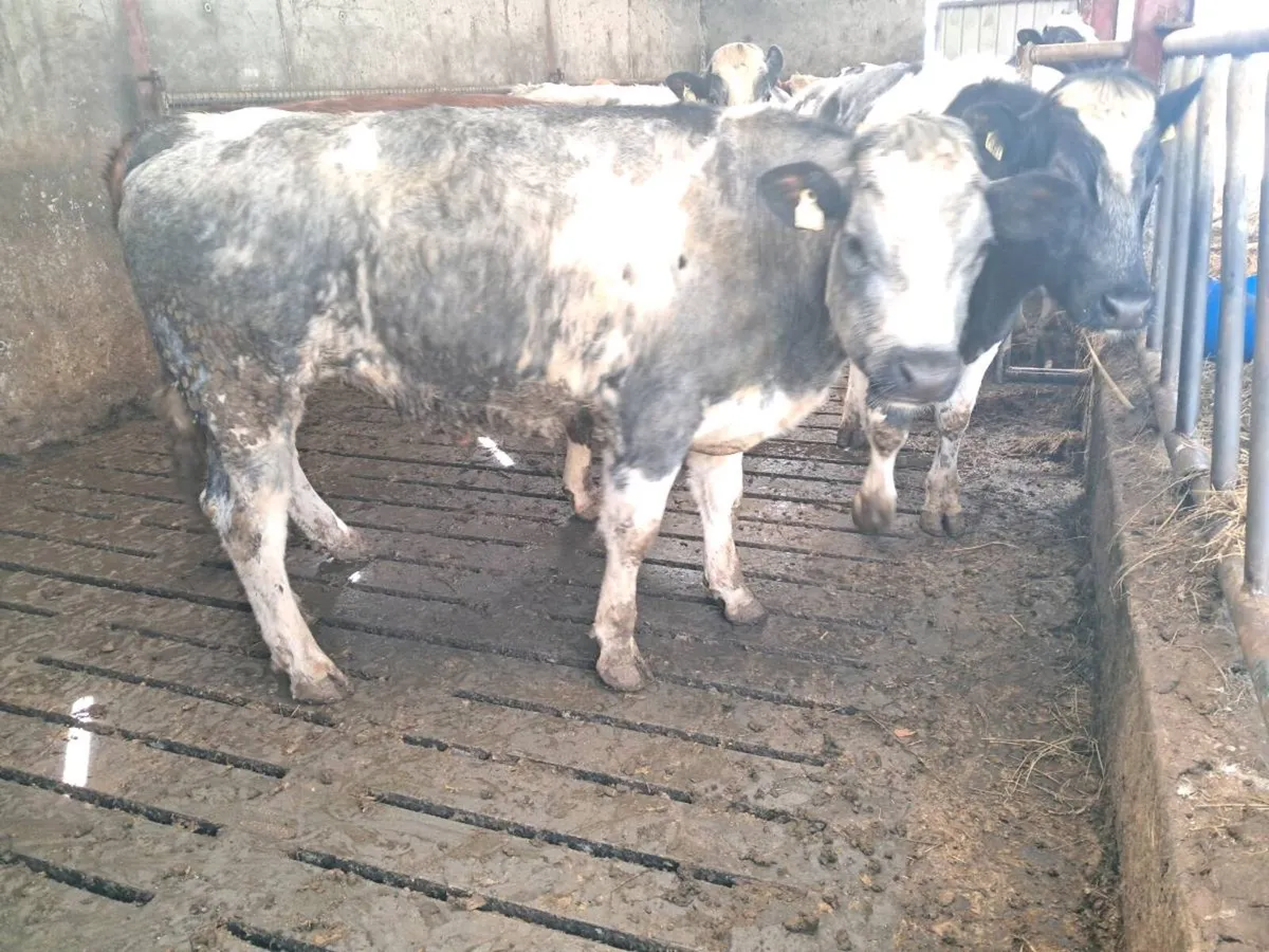 BBX Bullocks - Image 1