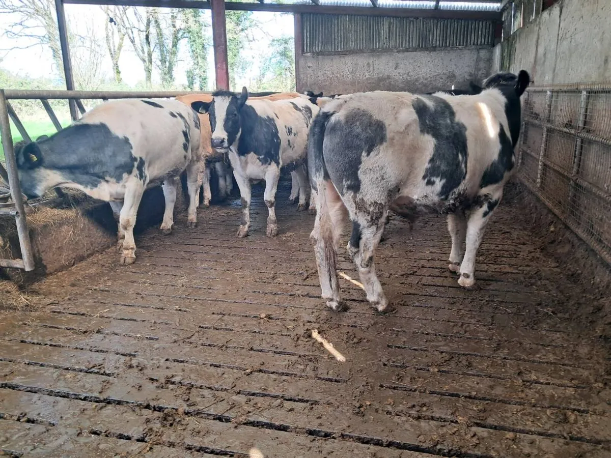 BBX Bullocks - Image 2