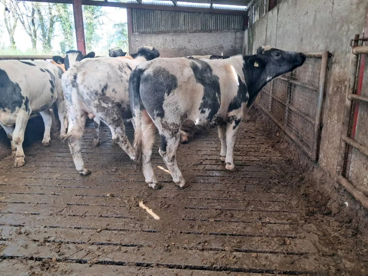 BBX Bullocks - Image 3