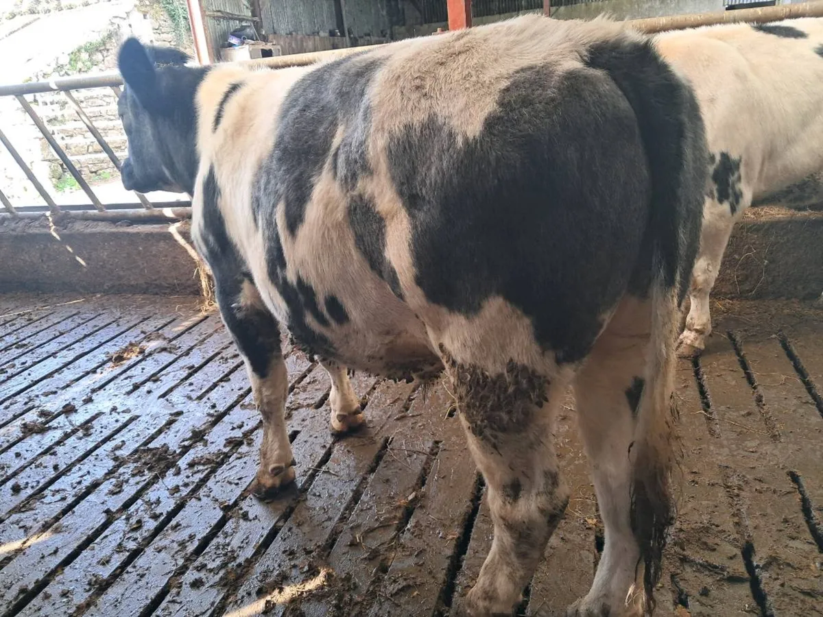 BBX Bullocks - Image 4