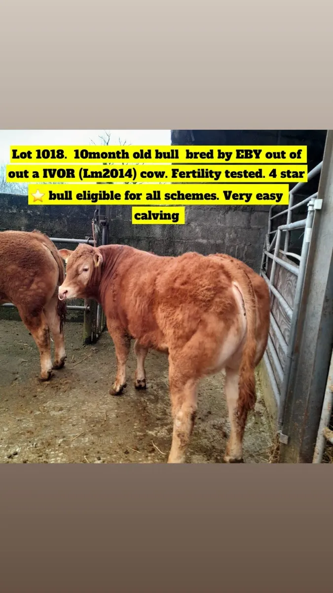 carrigallen mart Easter Monday - Image 1