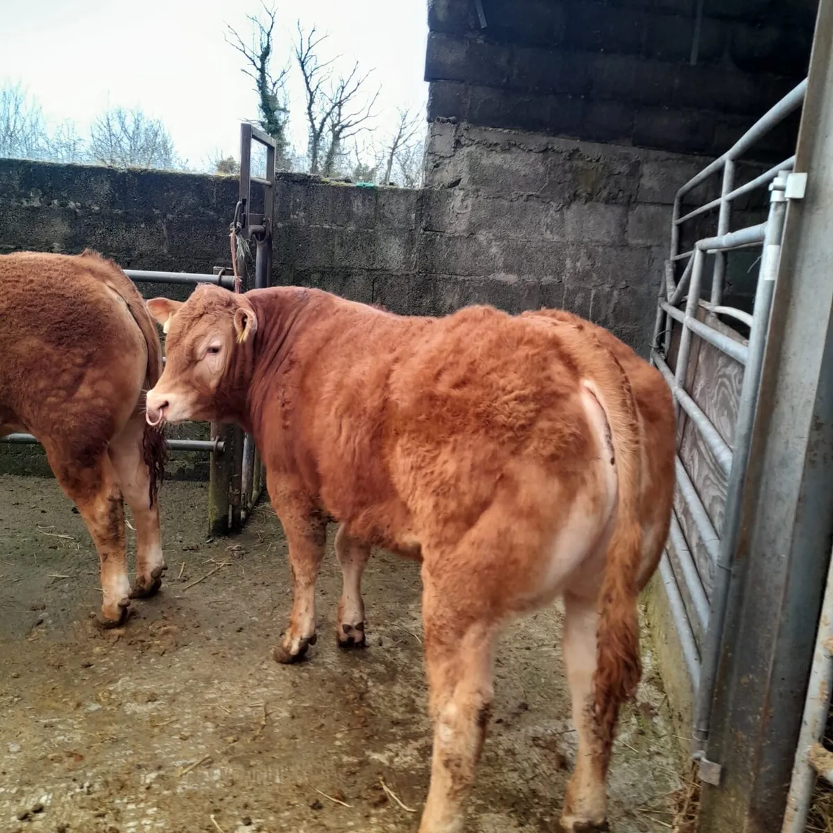 carrigallen mart Easter Monday - Image 2