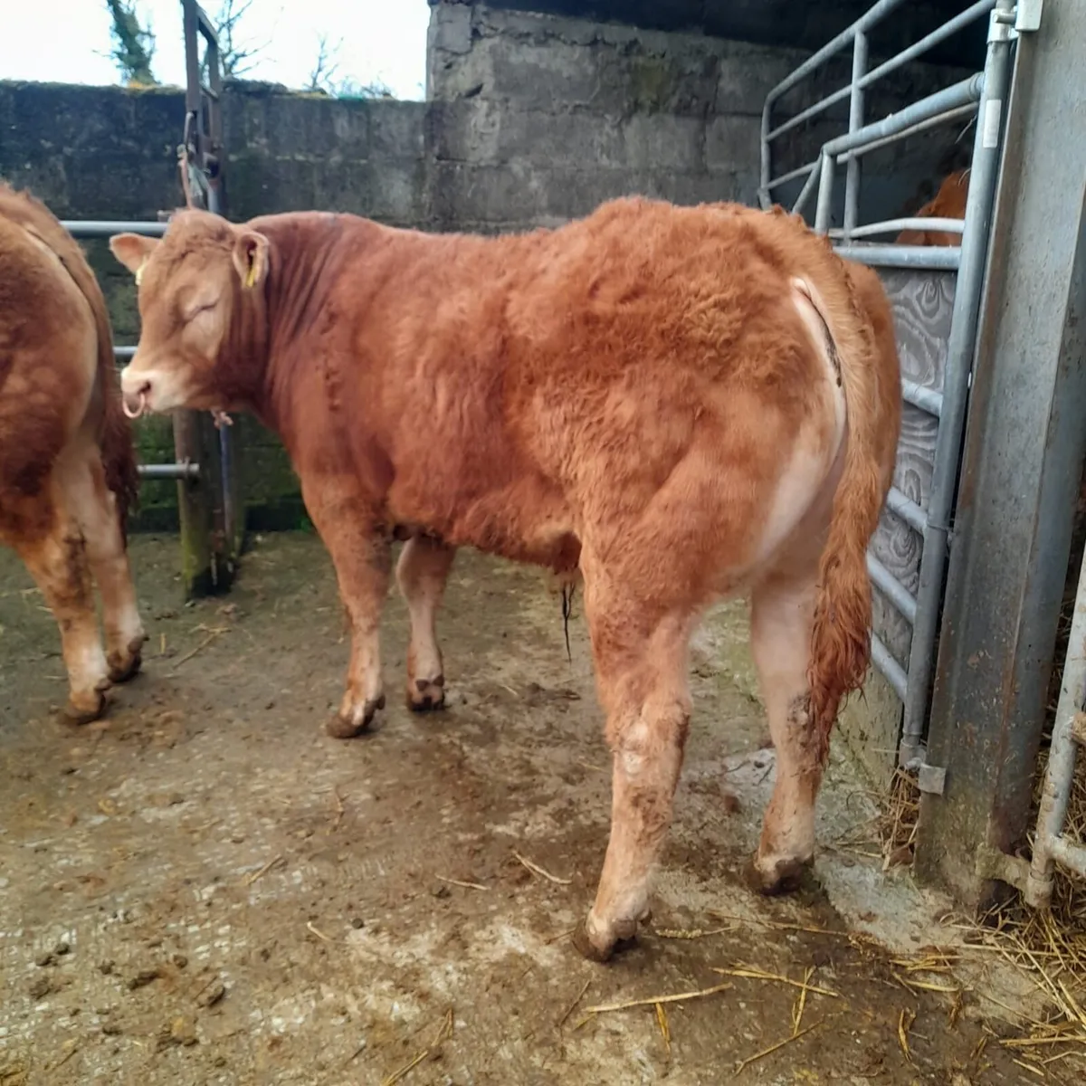 carrigallen mart Easter Monday - Image 3