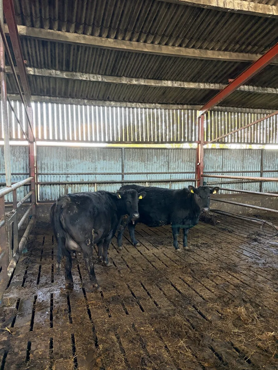 Two in-calf AA heifers - Image 2