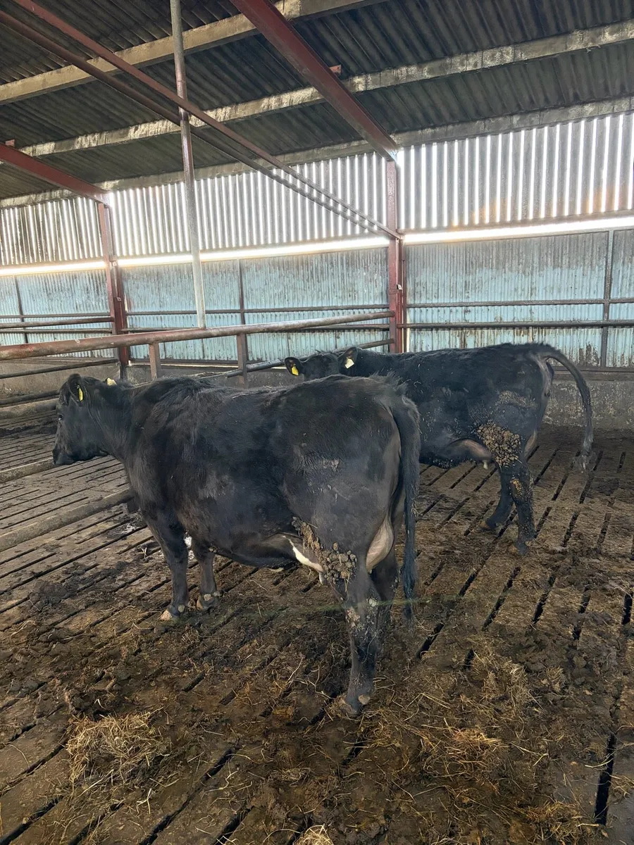 Two in-calf AA heifers - Image 3