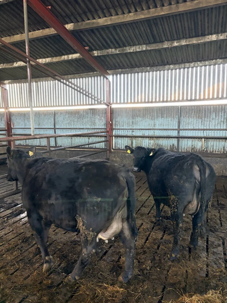 Two in-calf AA heifers - Image 1