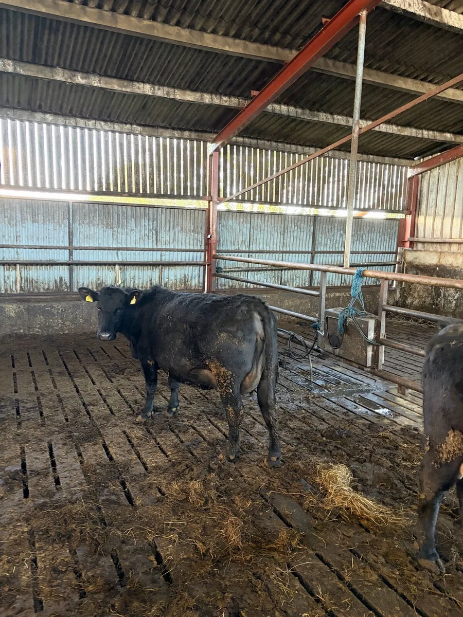 Two in-calf AA heifers - Image 4