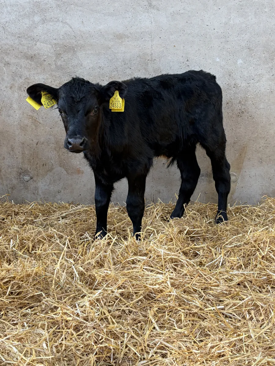5 Super Bull Calves - Image 4