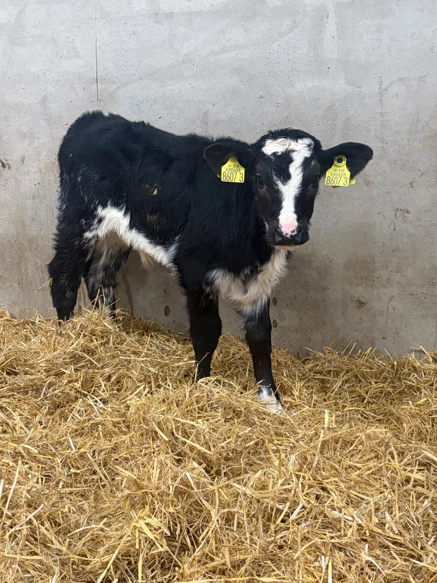 5 Super Bull Calves - Image 2