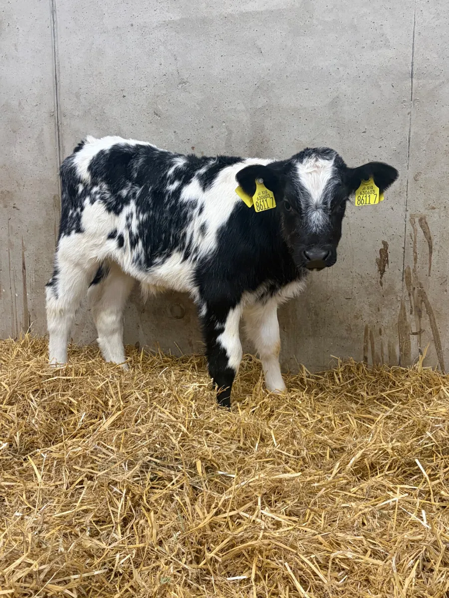 5 Super Bull Calves - Image 1