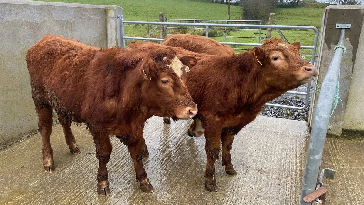 Bullocks - Image 2