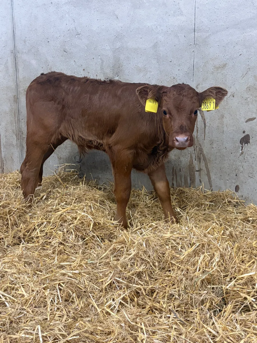 5 Super Bull Calves - Image 3