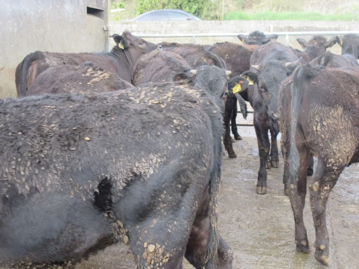 18 limousin heifers bred of british friesian cows - Image 1
