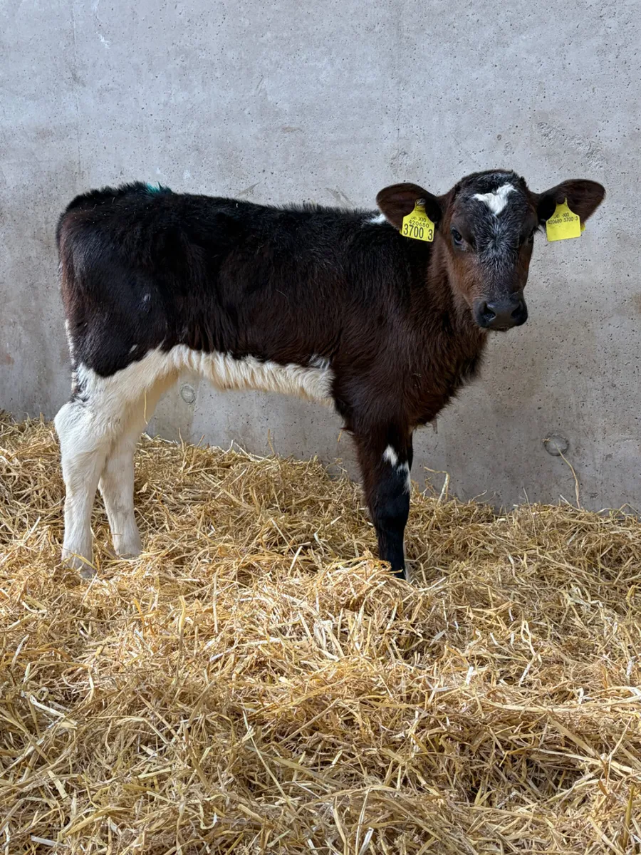 2 Beef Shorthorn Heifer Calves - Image 2