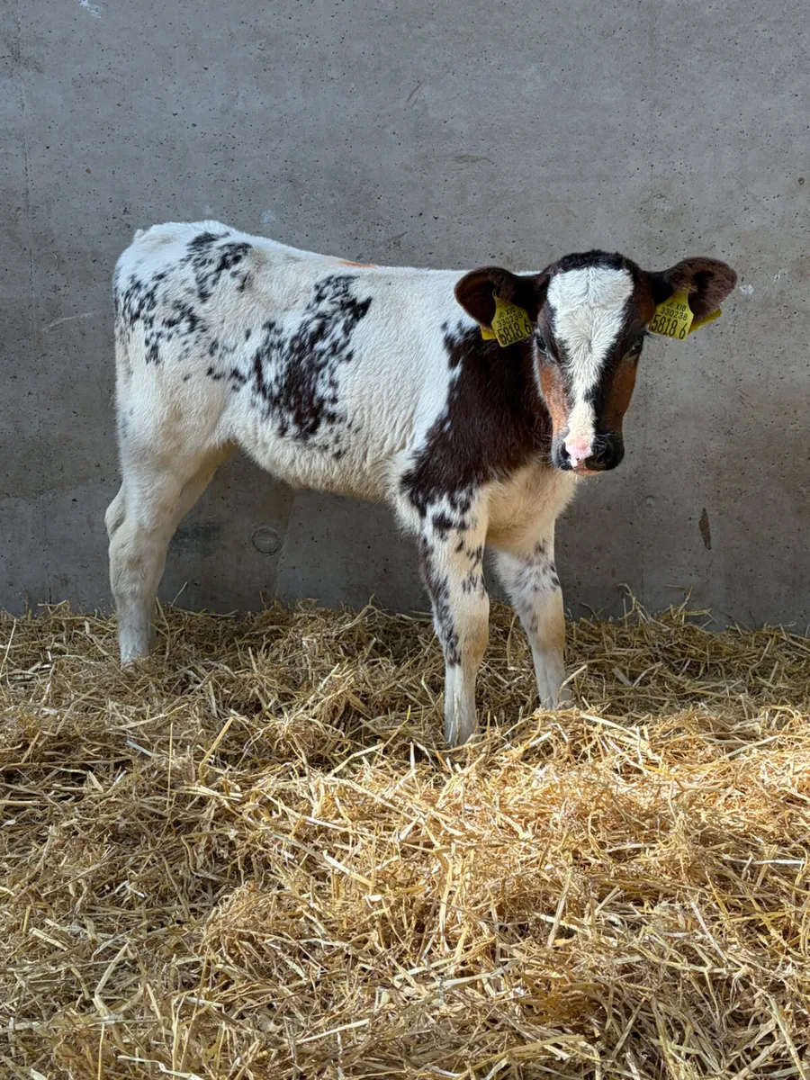 2 Beef Shorthorn Heifer Calves - Image 1