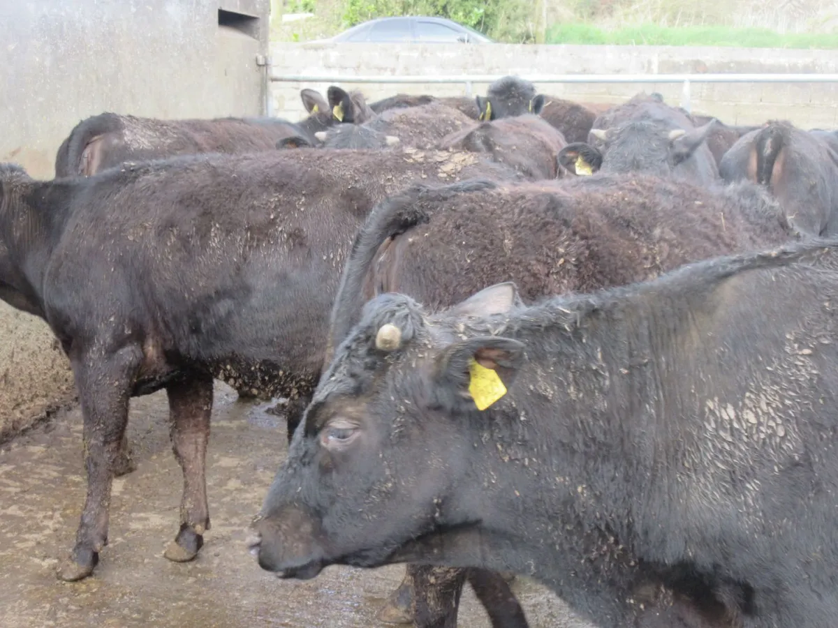 18 limousin heifers bred of british friesian cows - Image 2