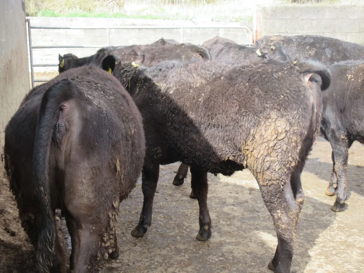 18 limousin heifers bred of british friesian cows - Image 3