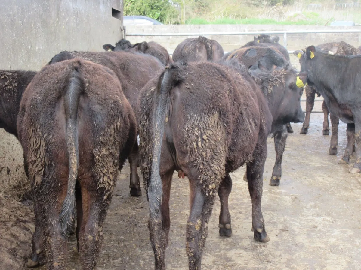 18 limousin heifers bred of british friesian cows - Image 4