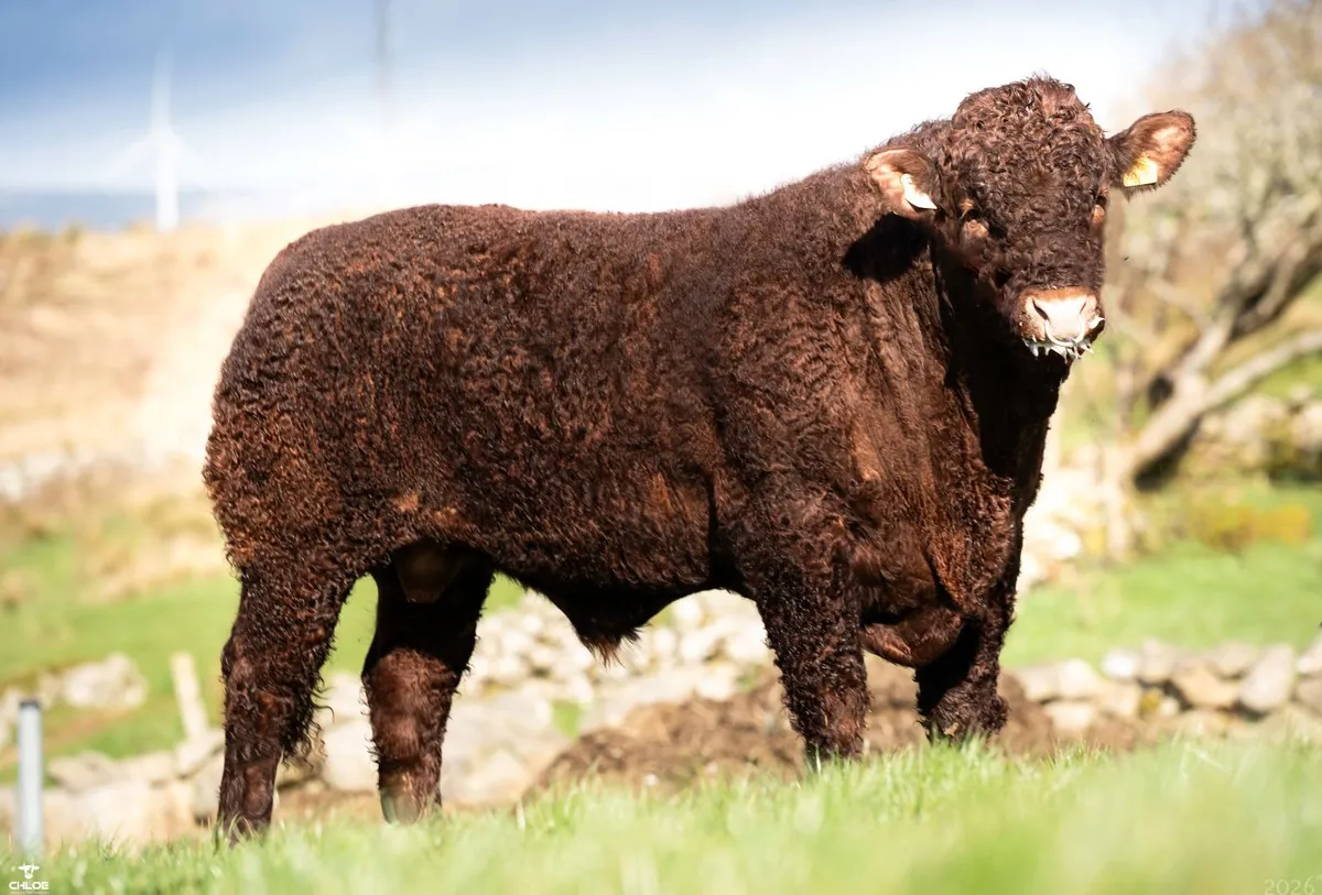 Salers Bull - Image 3