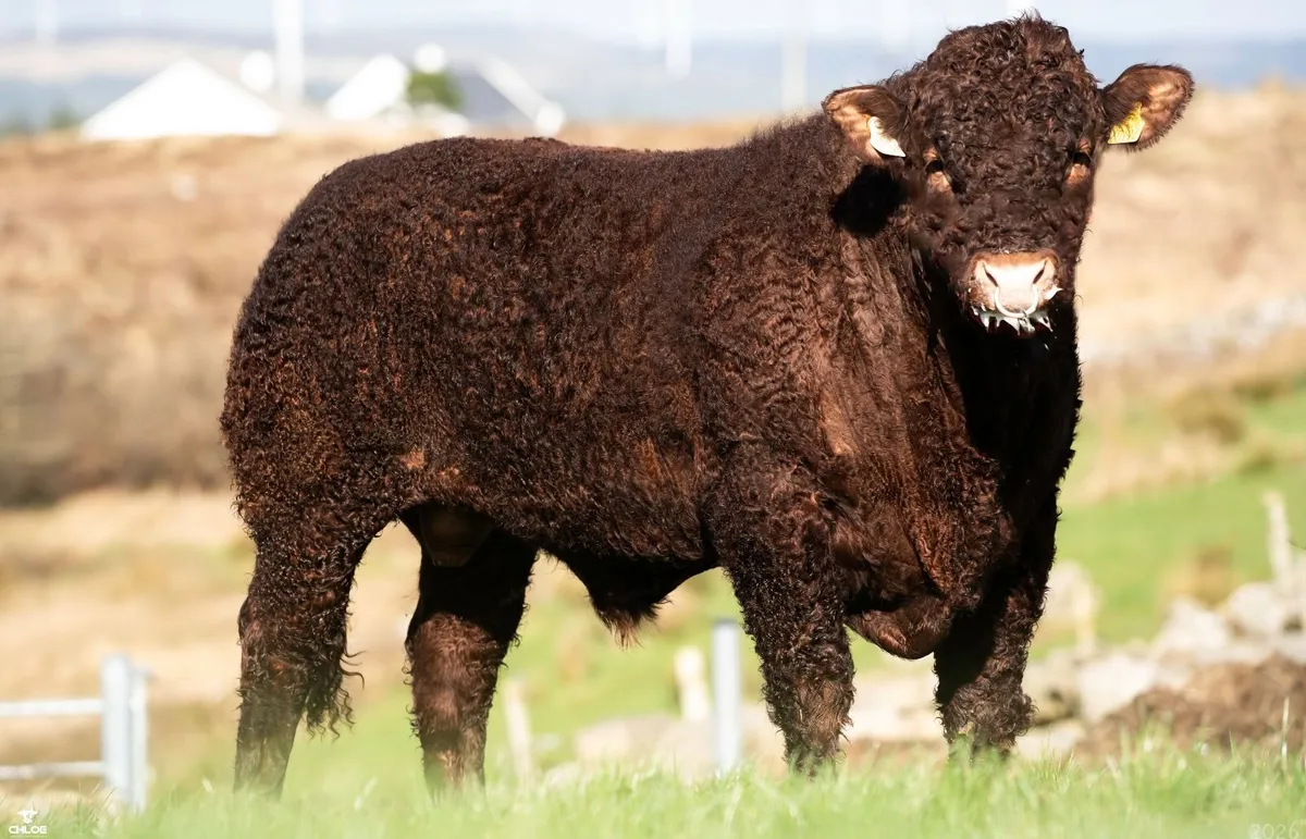 Salers Bull - Image 4