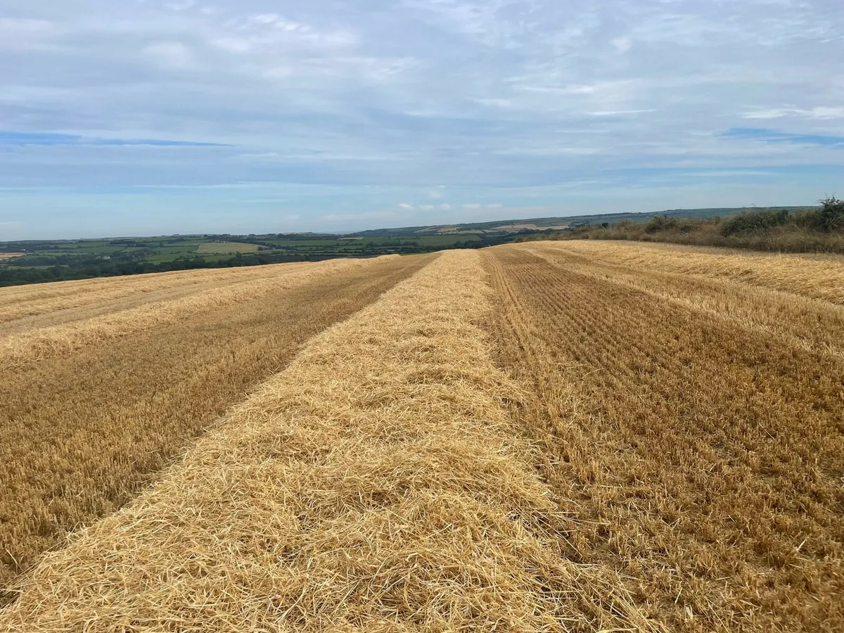 Straw for sale - Image 2