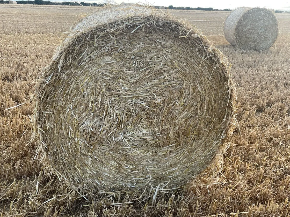 Straw for sale - Image 3