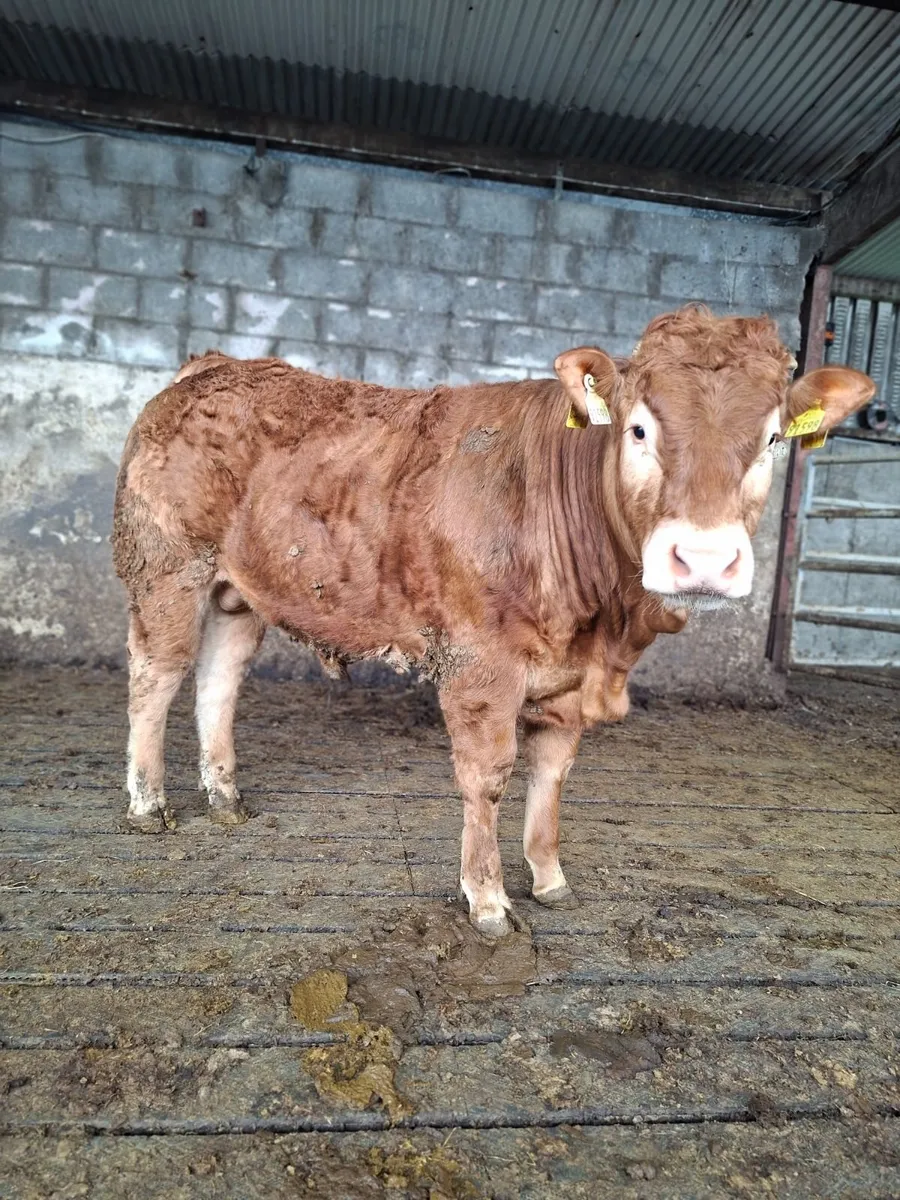 Limousin Bull - Image 1