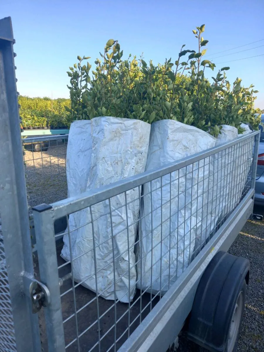 Hedging plants - Image 2