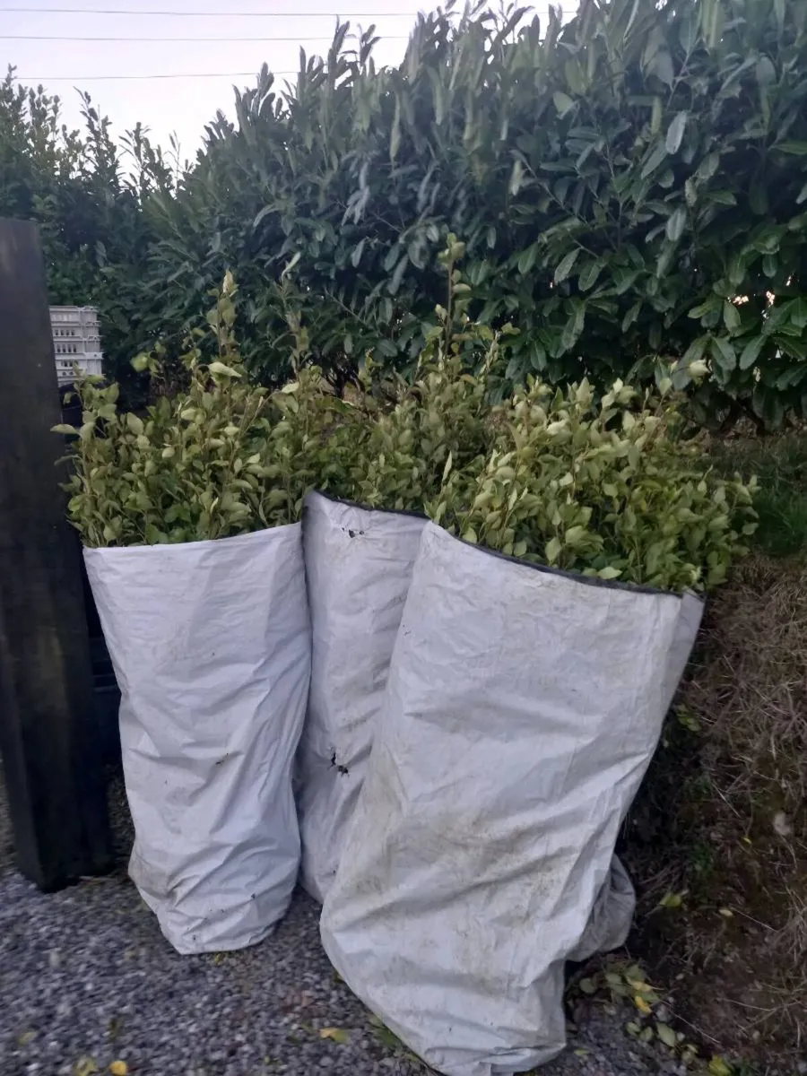 Hedging plants - Image 4