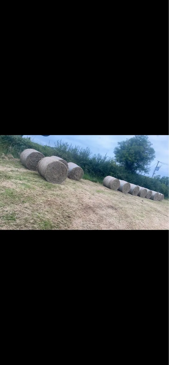 Bales hay and silage - Image 1