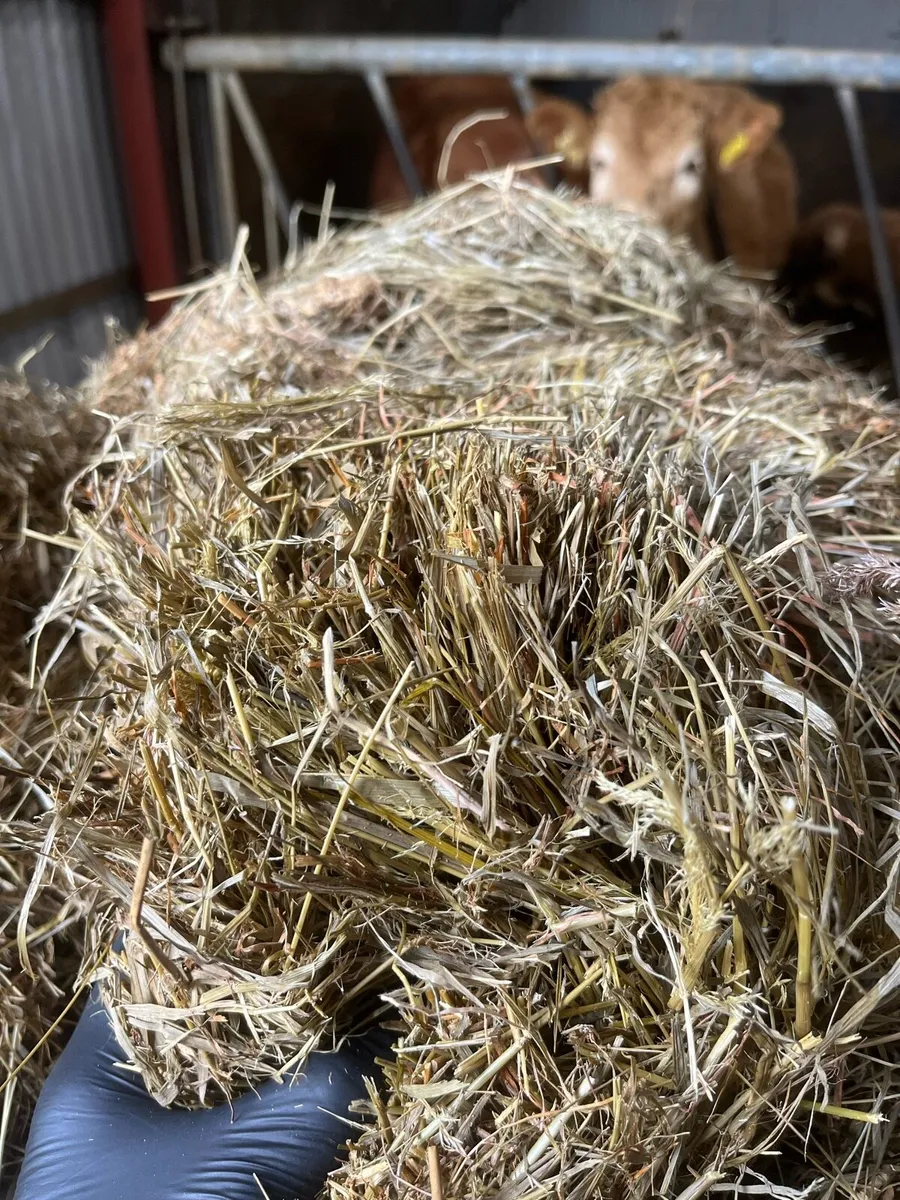 Bales hay and silage - Image 2