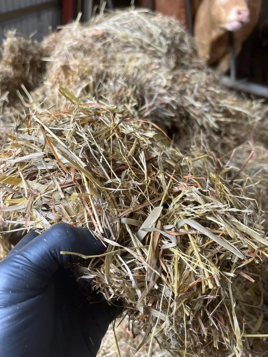 Bales hay and silage - Image 3