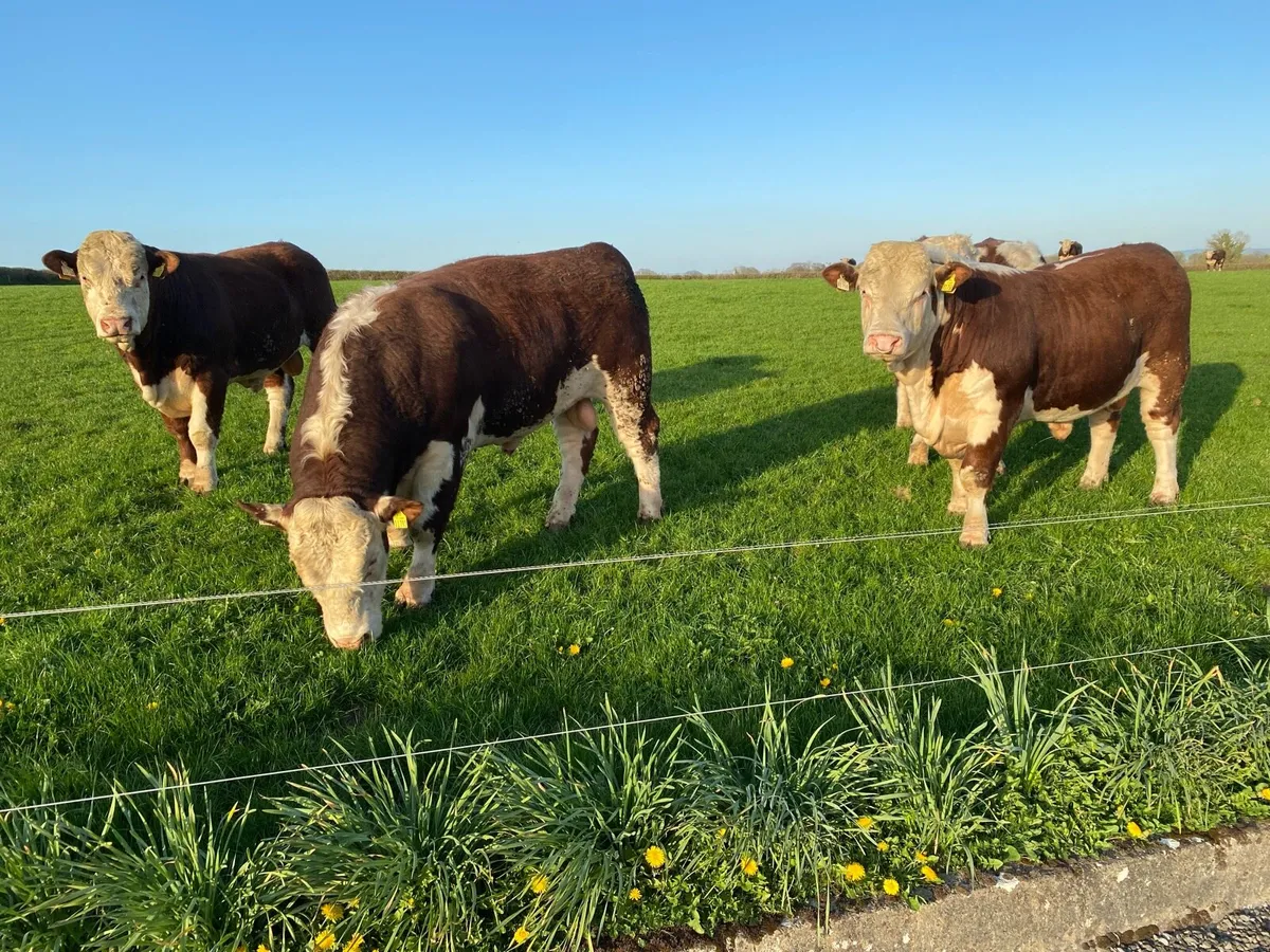 PB Hereford Bulls - Image 2