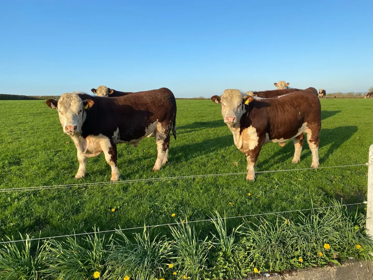 PB Hereford Bulls - Image 1