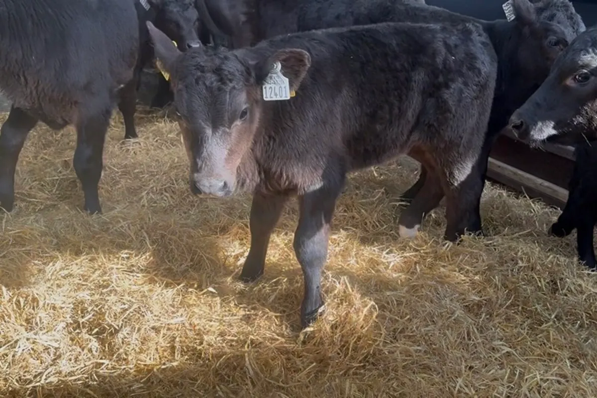 ❌strong hefiers ❌ - Image 3